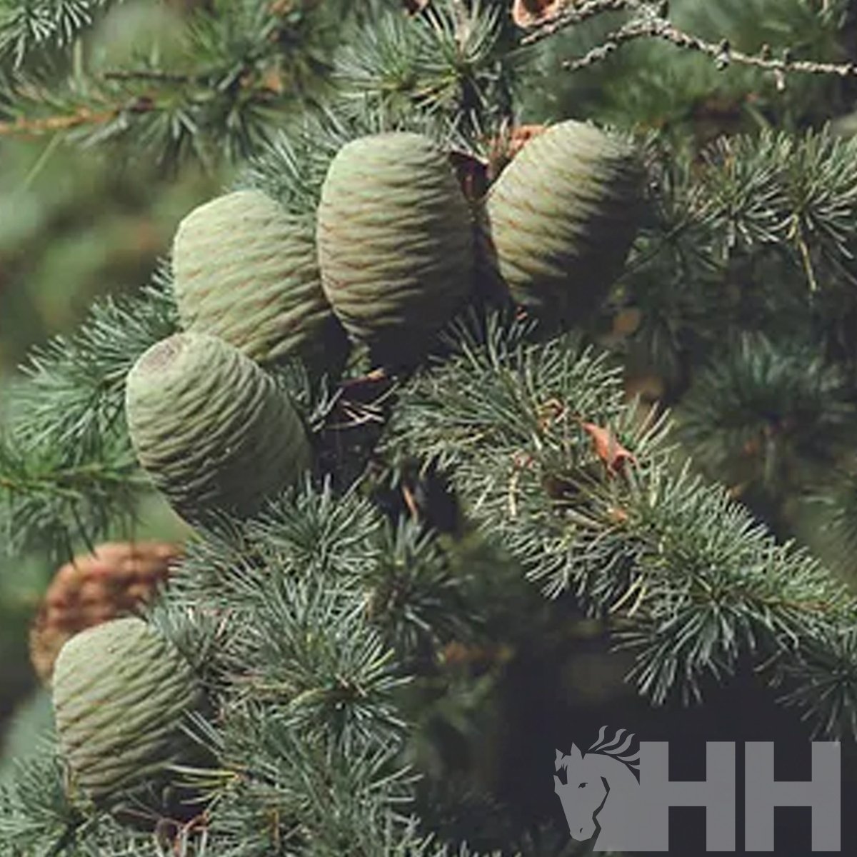 ACONDICIONADOR PELO LEOVET DOBLE ACCION - Imagen 2