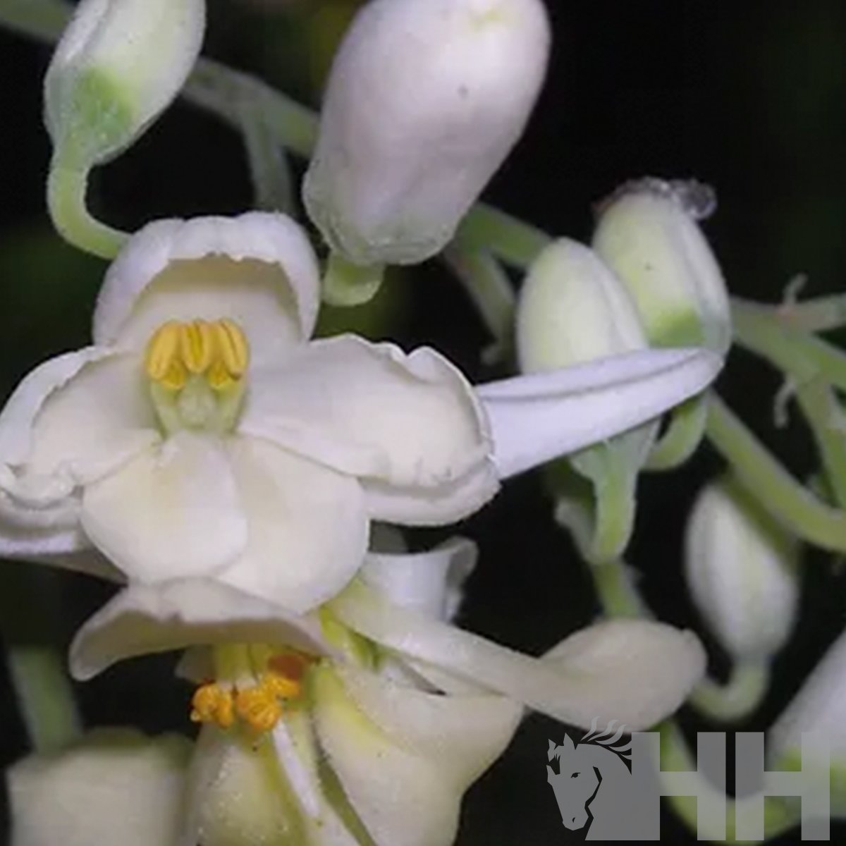 ABRILLANTADOR PELO LEOVET BLANQUEANTE PARA CABALLOS TORDOS - Imagen 2