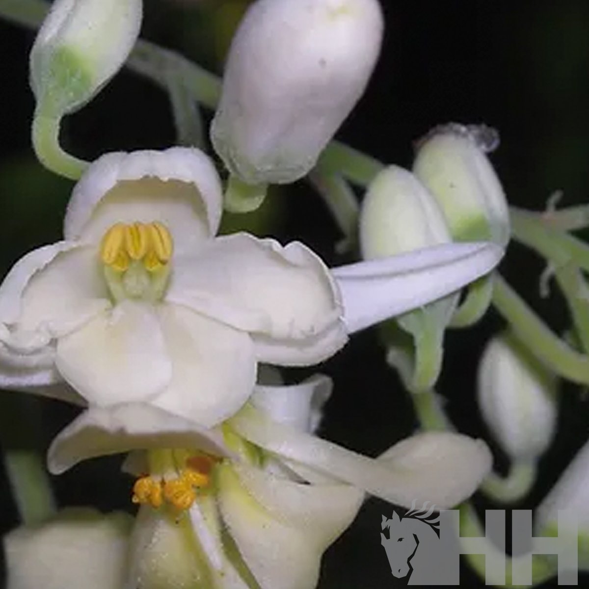 CHAMPU LEOVET BLANQUEANTE PARA CABALLOS TORDOS - Imagen 2