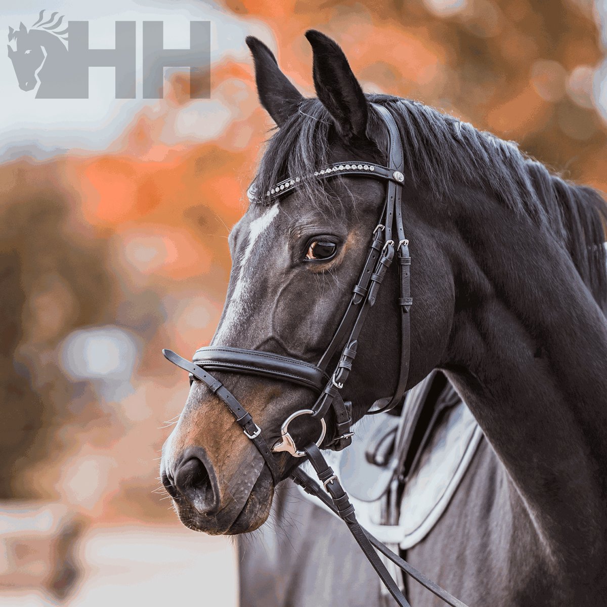 FILETE SPRENGER KK ULTRA OLIVA 70mm - Imagen 2