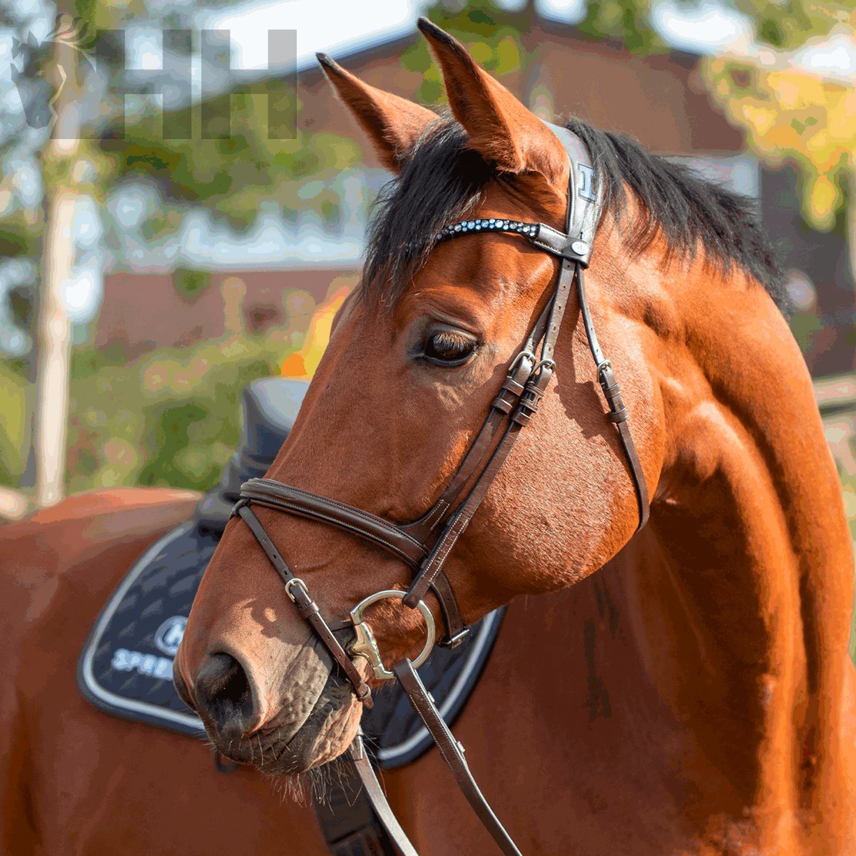 FILETE SPRENGER NOVOCONTACT OLIVA ANILLA D 65mm PARTIDO SIMPLE - Imagen 3