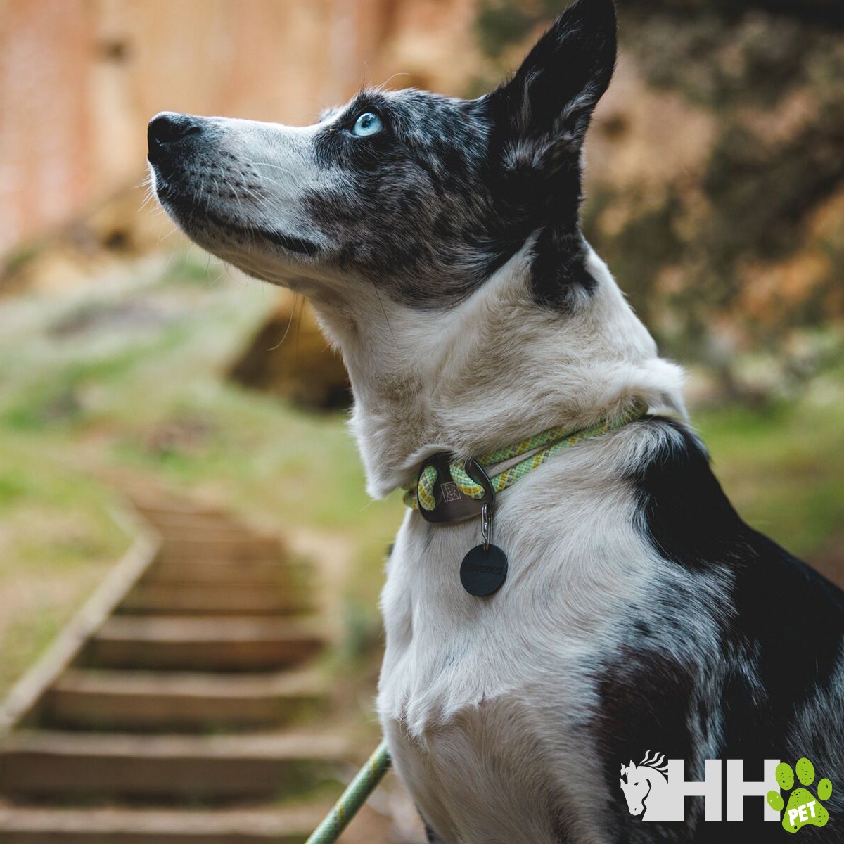 COLLAR DE CUERDA RUFFWEAR PARA PERROS KNOT-A-COLLAR - Imagen 5