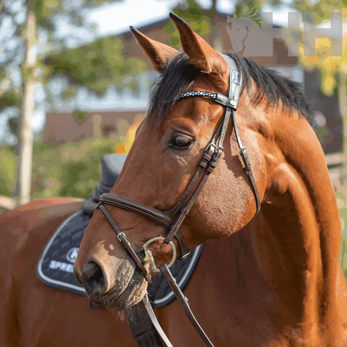 FILETE SPRENGER NOVOCONTACT OLIVA ANILLA D 65mm PARTIDO DOBLE - Imagen 4