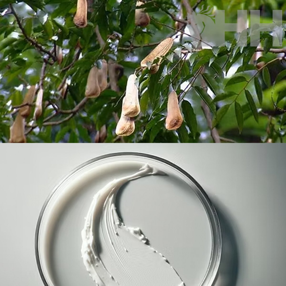 BALSAMO LEOVET SOS CUIDADO DE LA PIEL EN CASO DE ACAROS, PARASITOS Y GARRAPATAS - Imagen 3