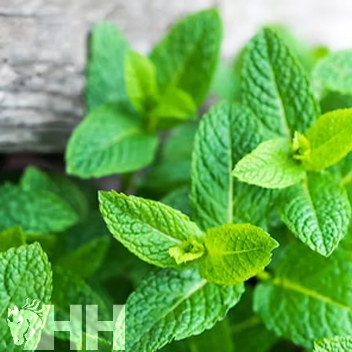 RELAJANTE LEOVET RELAX AROMASPRAY - Imagen 5