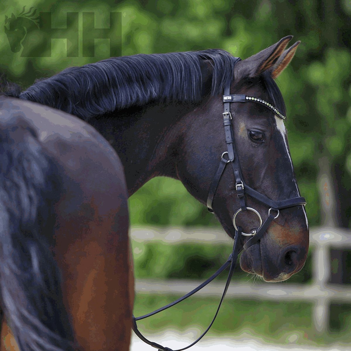 FILETE SPRENGER WH ULTRA ANILLA 70mm - Imagen 4