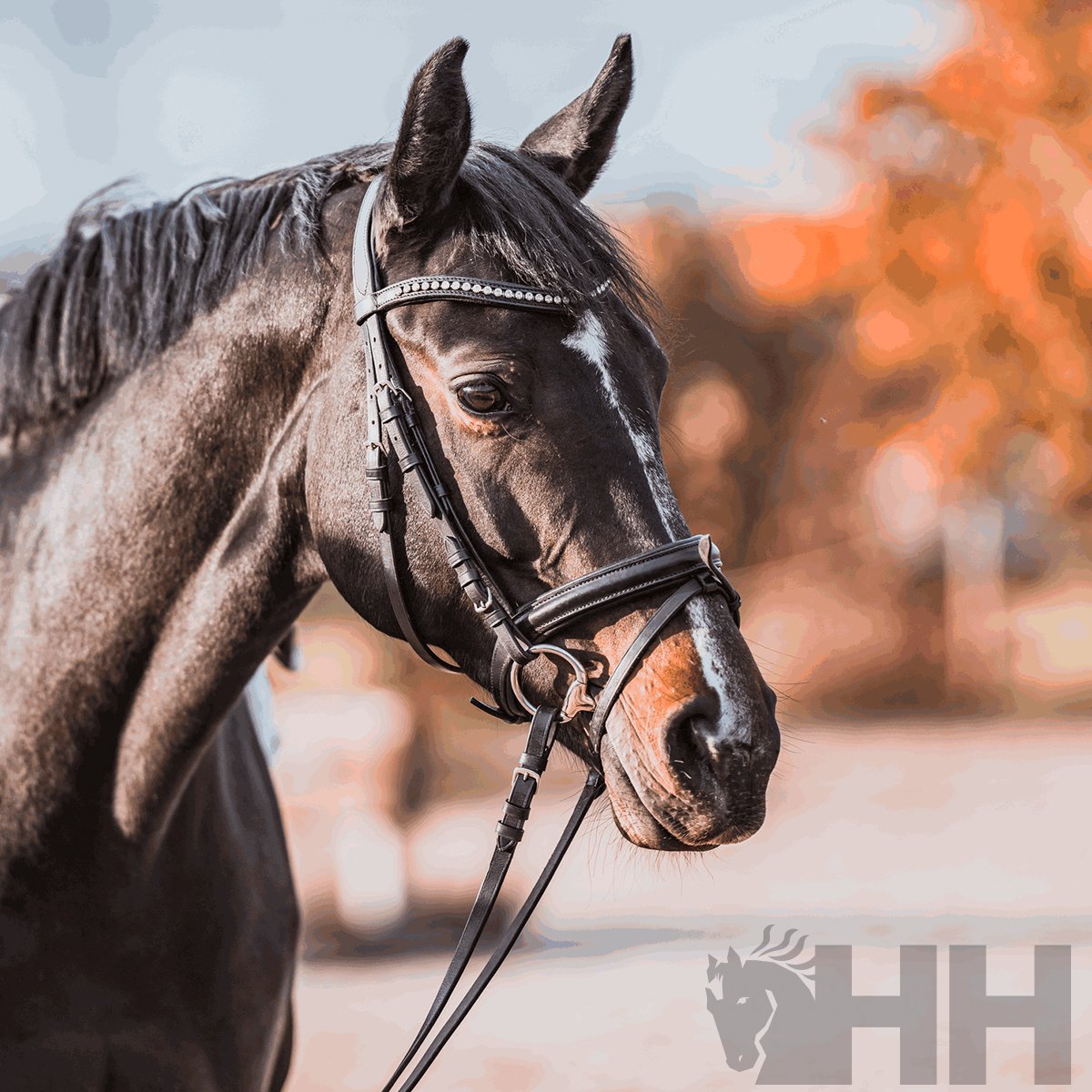 FILETE SPRENGER BASIC OLIVA 70mm PARTIDO SIMPLE - Imagen 3